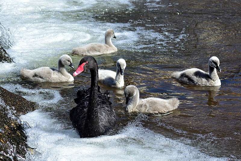 DW 45 - Black Swan family at Dawlish - Greetings Cards Dawlish