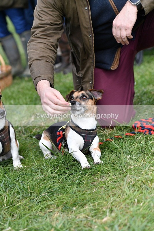 WJ5_0525 - Class 7 Best Terrier