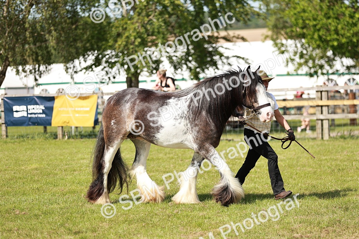 SBM_08801 - Class 63-65 - Traditional Gypsy Cobs In Hand & Ridden