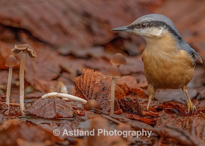 Astland Photography, Bird and Wildlife Images, Susan and Peter Wilson, U.K.