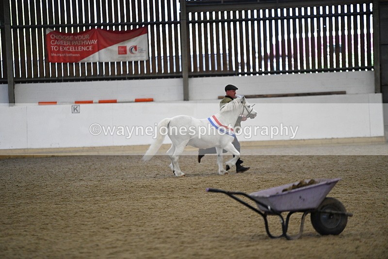 WJ5_5824 - Morning in hand Championship