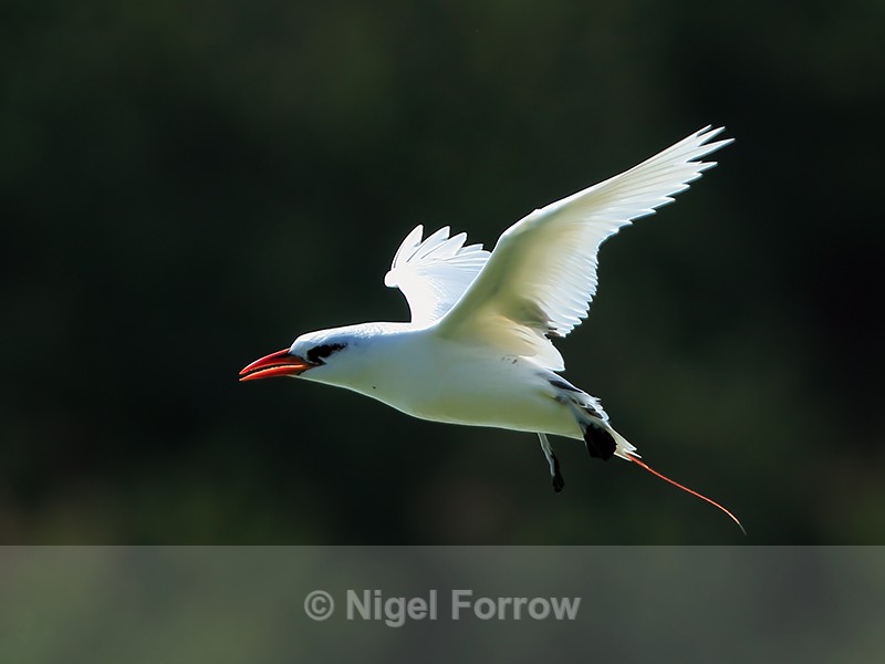 Red-tailed Tropicbird back-lit, Kilauea Point, Kauai - Red-tailed Tropicbird