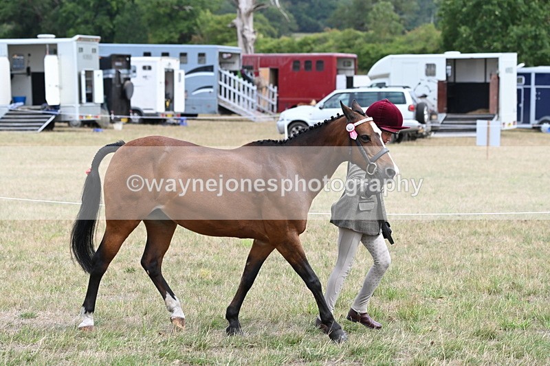 WJ6_5902 - Class 19 In-hand Veterans (Uploaded correct folder)