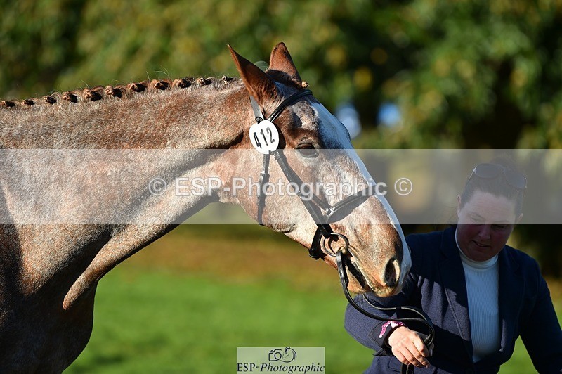 231022-093612-21905 - 412-KELTEK.LUDO-Tracey.Neville-TrotUp+SJ