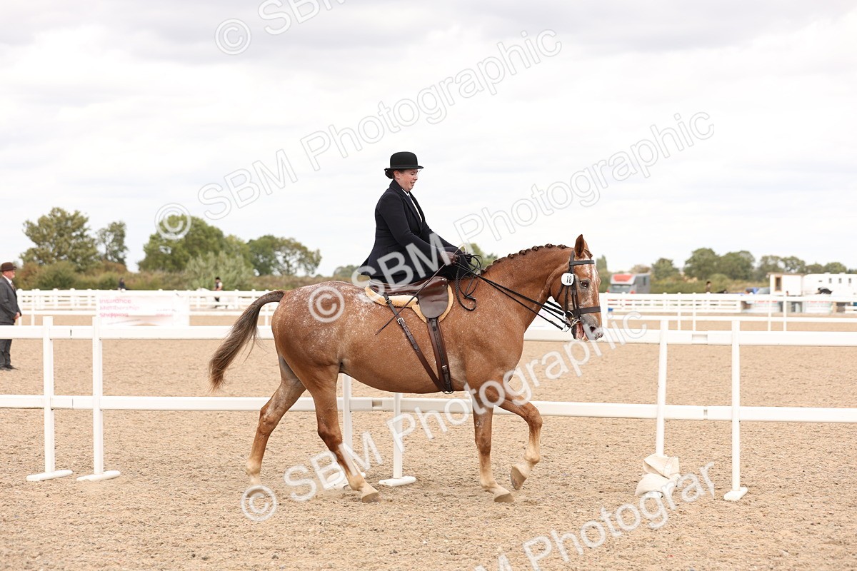 SBM_16394 - Class 211 - Best Side Saddle Horse - Pony
