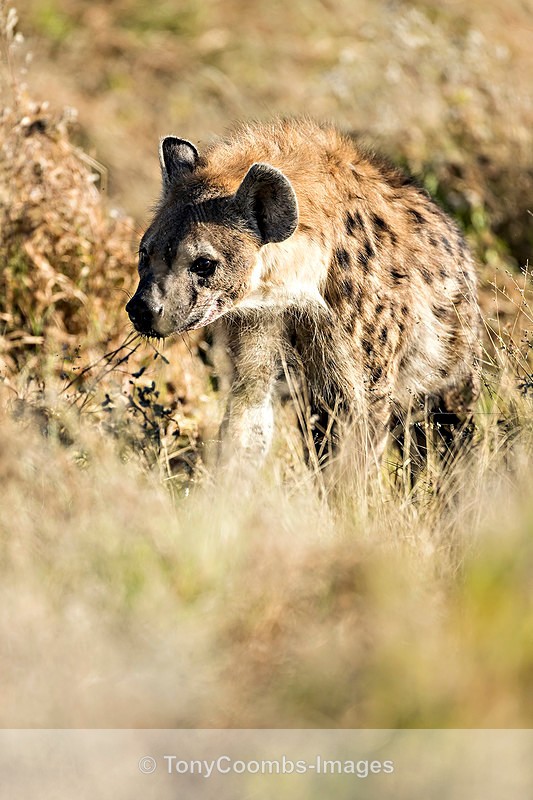 Spotted Hyena - Etosha National Park ~ Mammals