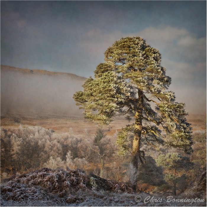 Defrosting Scots Pine - Landscapes - Colour