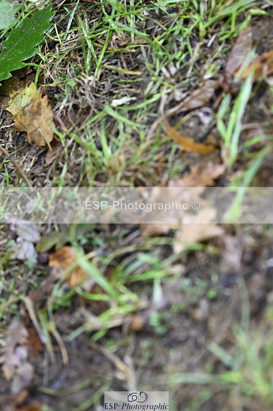 250831A-133808-10544 - Cls 37 Snr 1.35m Grand Prix