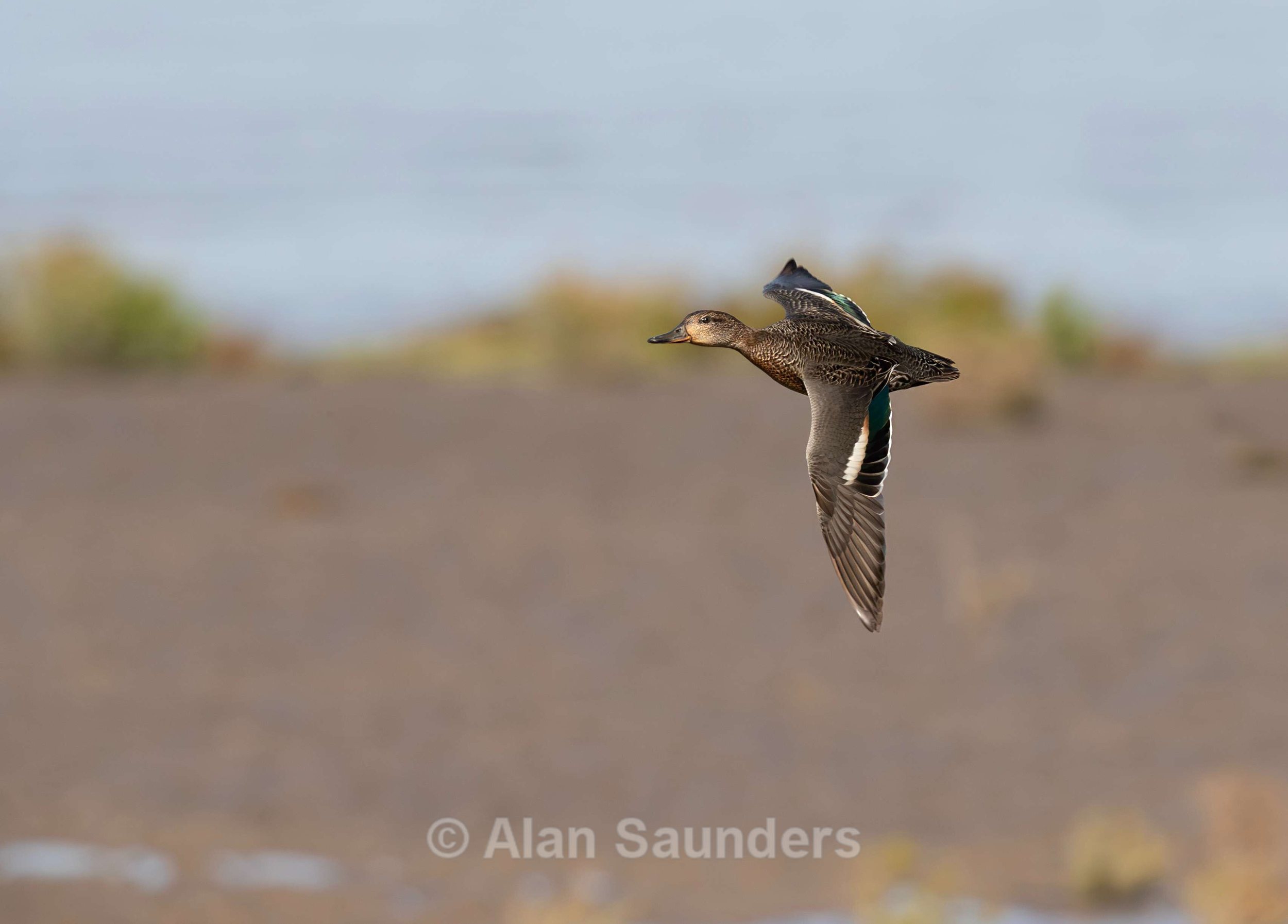 Eurasian Teal 2