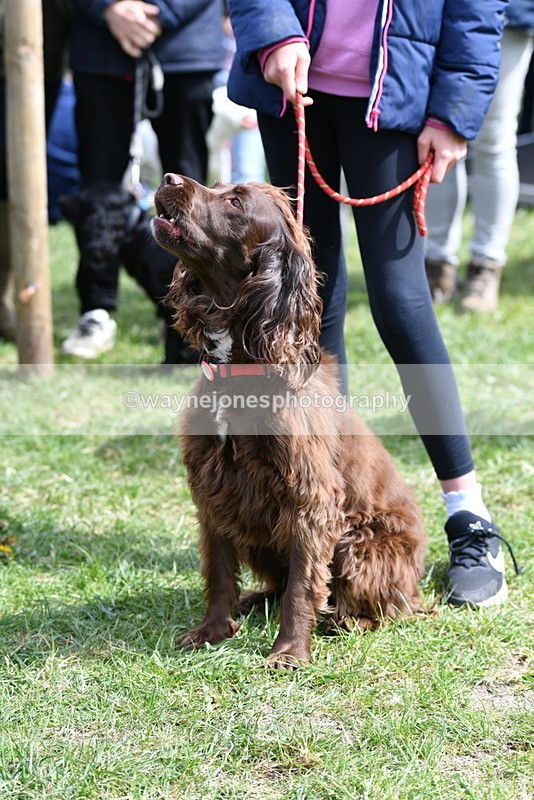 WJ5_9820 - Class 3 Most Handsome Dog