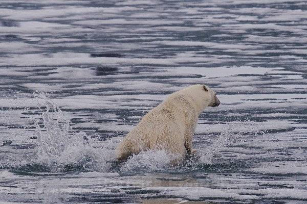 Polarbear 8655 - Wildlife