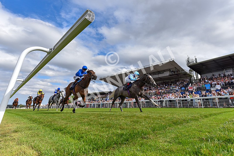 140824-Race 5-Havana Blue-3461 - Race 5