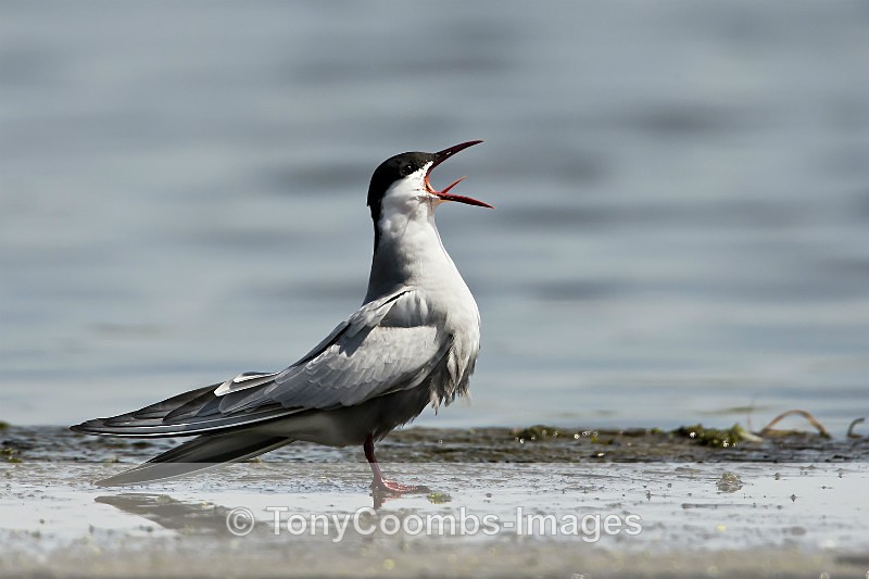 Whiskered Tern - Pygmy Cormorant Hide