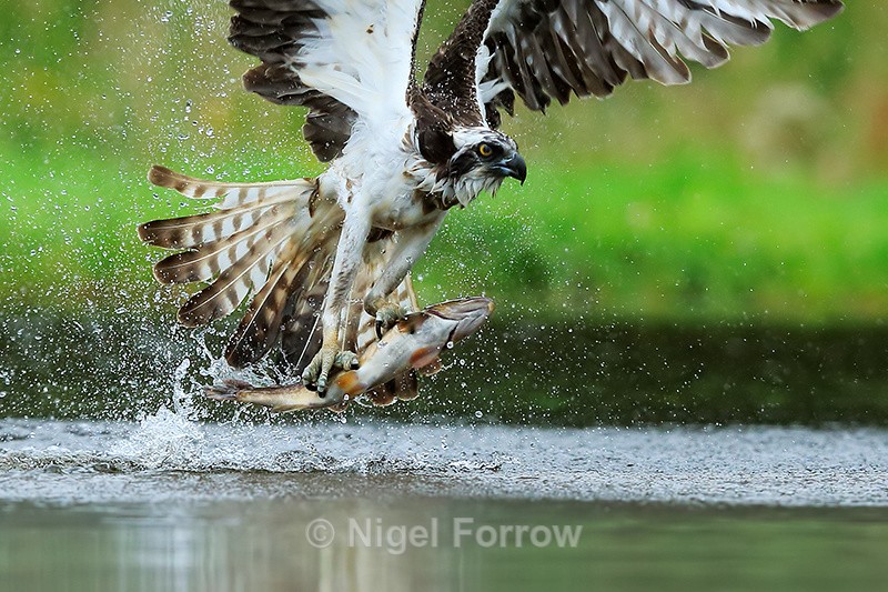 Close-up of an Osprey with a trout at Rothiemurchus - Osprey