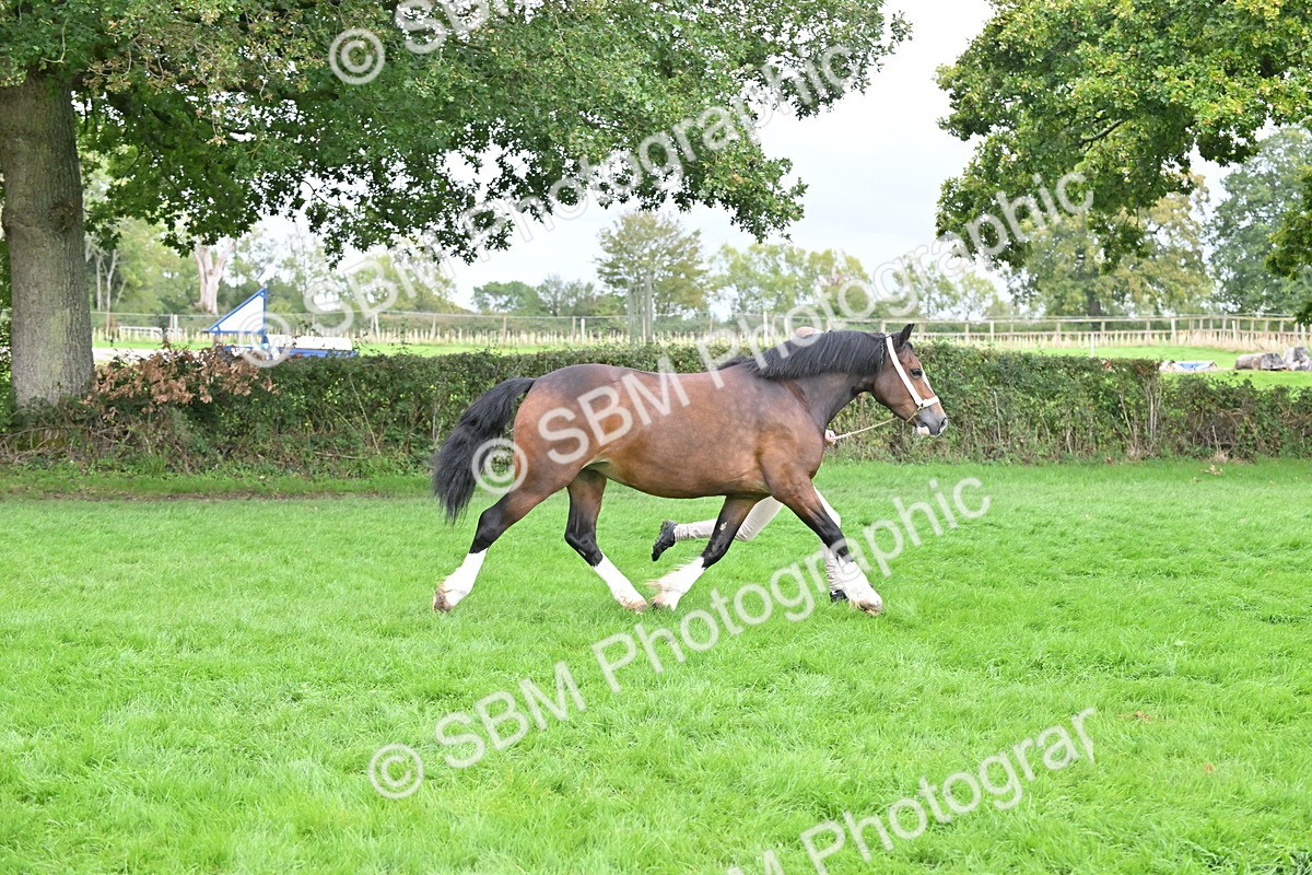 SBM_63259 - S49 - Mountain & Moorland In Hand Large Breeds