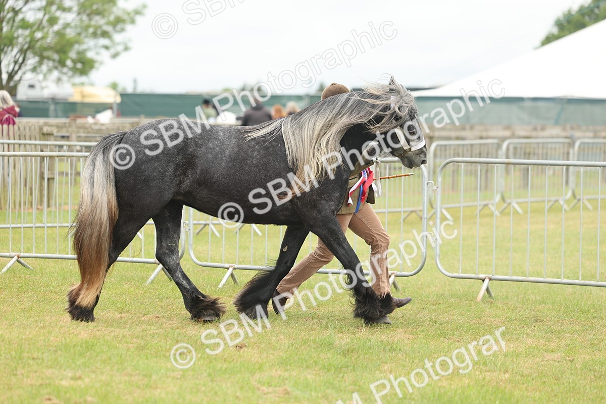 SBM_05059 - Class 50-57 - M&M Welsh Pony In Hand