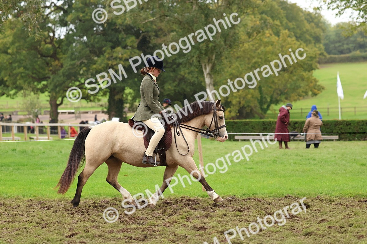 SBM_69563 - S62 - Mountain & Moorland Ridden Large Breeds