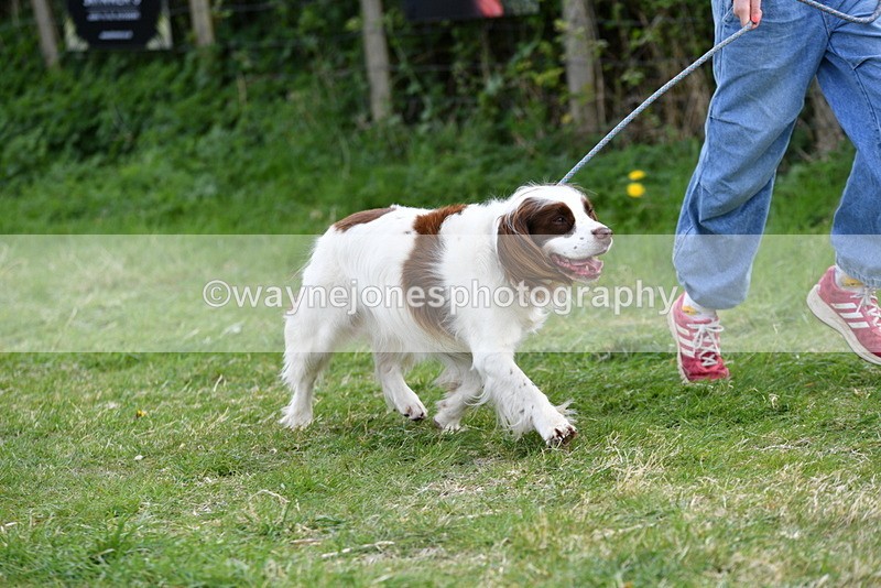 WJ5_0131 - Class 5 Best Veteran / 7 years & over