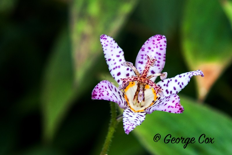 Toad Lily