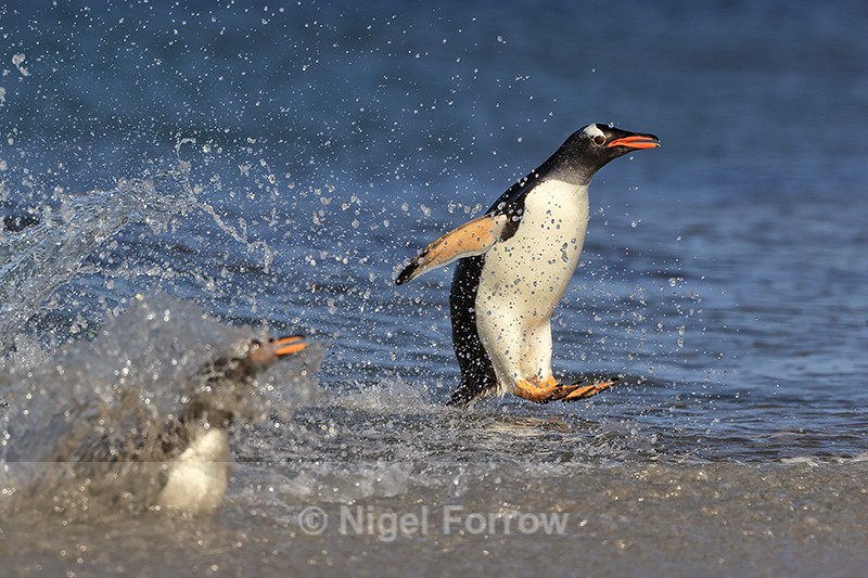 Gentoo Penguin leaping ashore, Sea Lion Island, Falklands - Gentoo Penguin