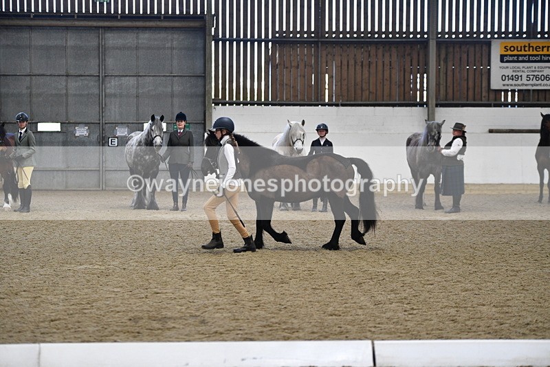 WJ5_4200 - Class 6 In hand M&M - Large Breeds