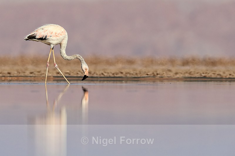 Chilean Flamingo (immature), Laguna Chaxas, Chile - Chilean Flamingo