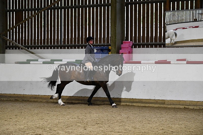 WJ5_8803 - Class 15 Ridden Show Horse