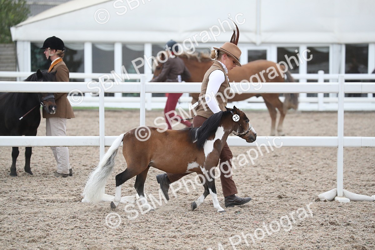 SBM_17942 - Class 317 IH Pure bred Horse/Pony