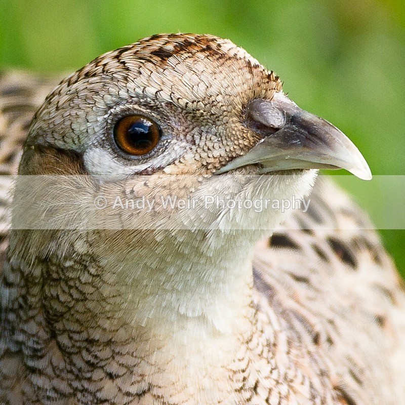 20120512-_MG_0079 - Gamebirds