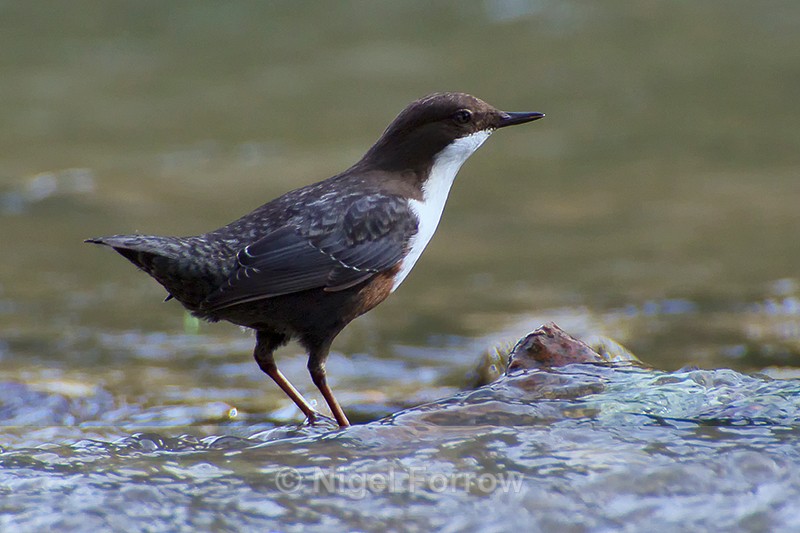 Dipper standing on a rock in the River Windrush near Crawley Weir - Dipper