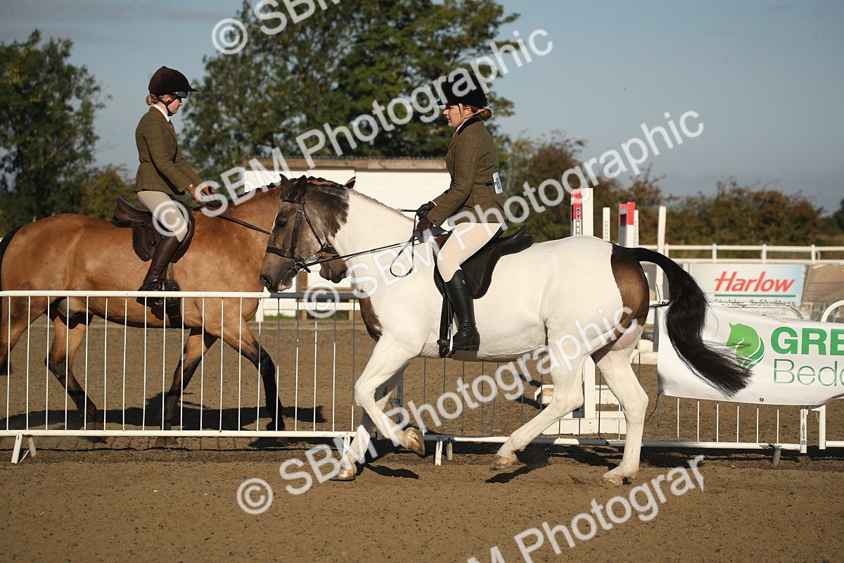SBM_11542 - Class 502 - Riding Club Horse