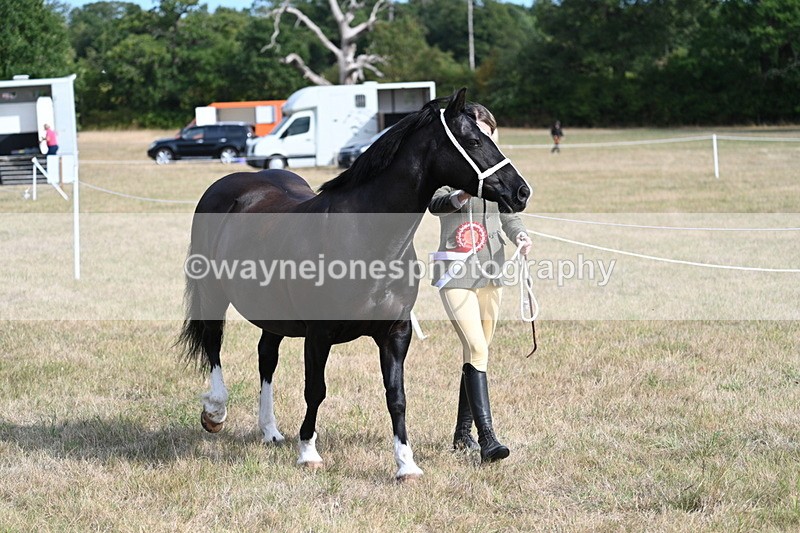WJ7_8039 - In-hand Championship