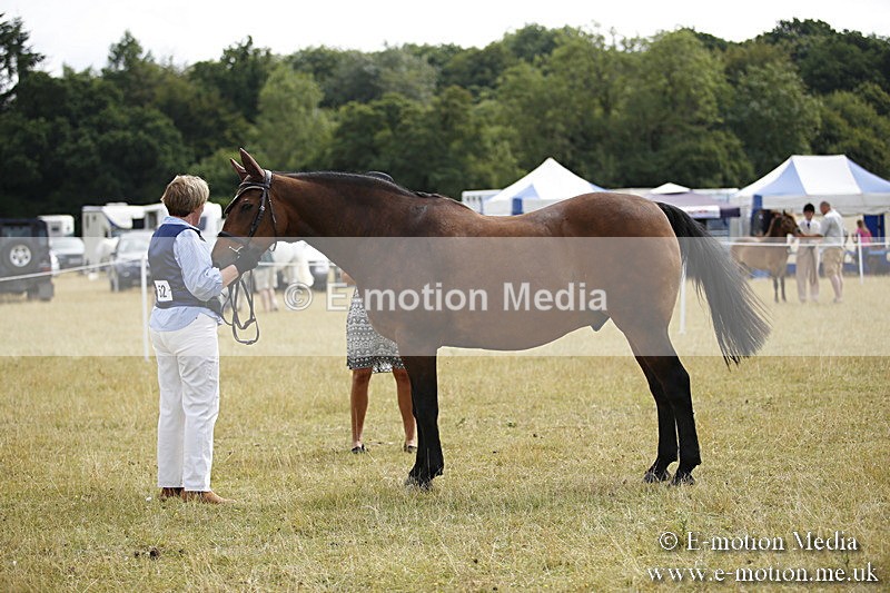 _C7A9391 - BVRC Sow 2018 Ring 2