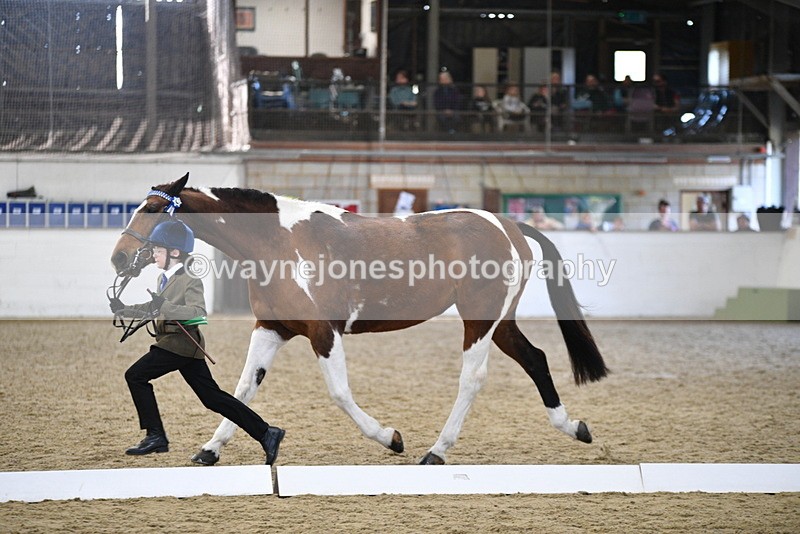 WJ5_4221 - Class 6 In hand M&M - Large Breeds