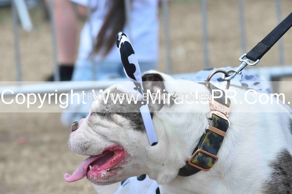 SH4_0285 - Dog show.
