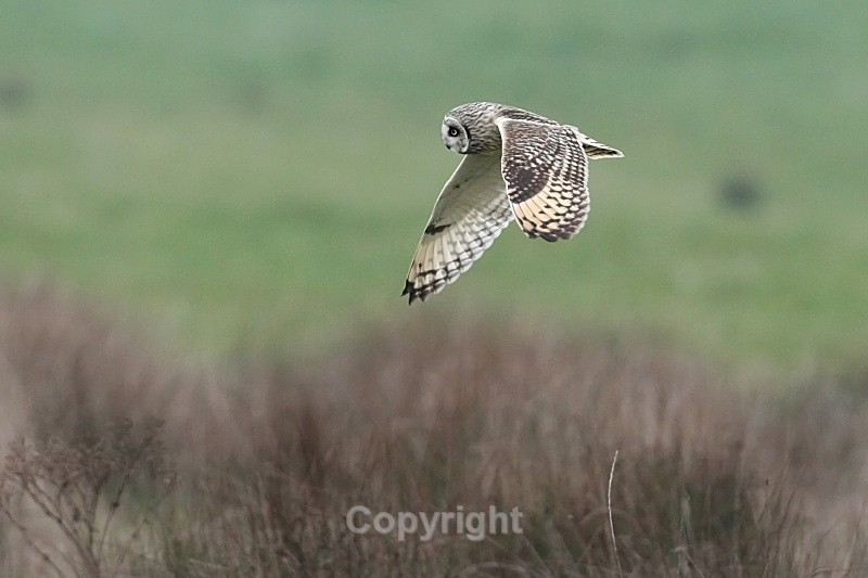 Short Eared Owl,Ashbourne - Birds of Prey