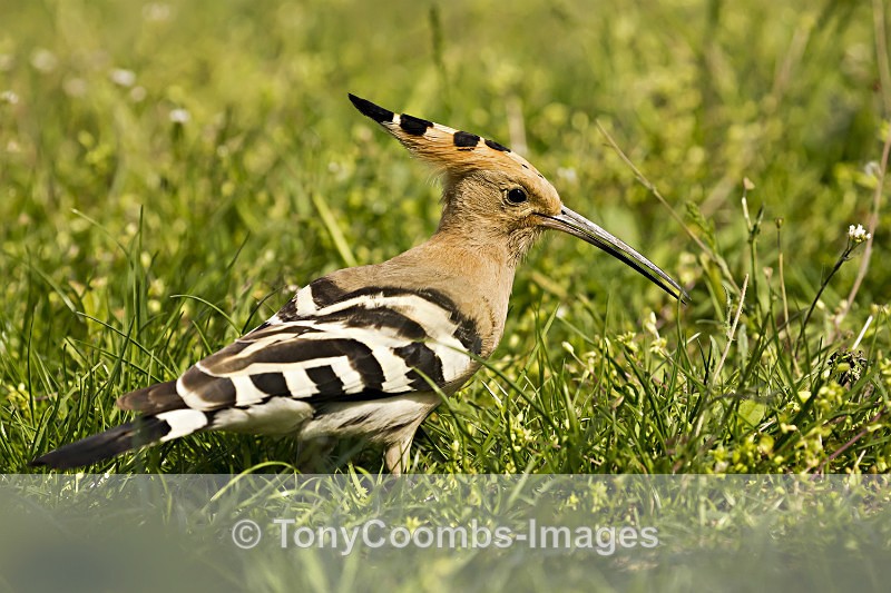 Hoopoe - Well Hide & Falcon Tower Hide