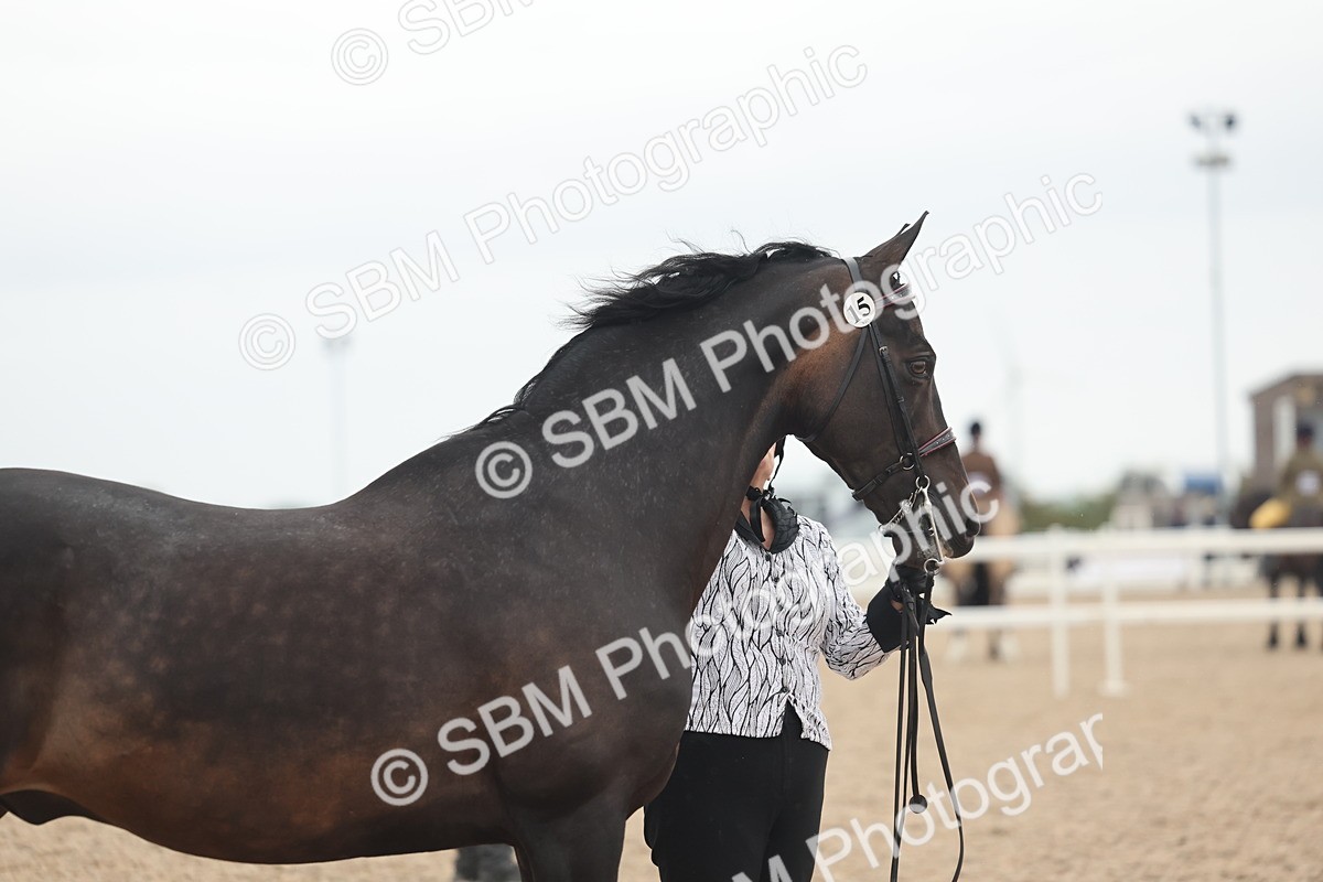 SBM_19352 - Class 317 - IH Pure Bred Horse-Pony