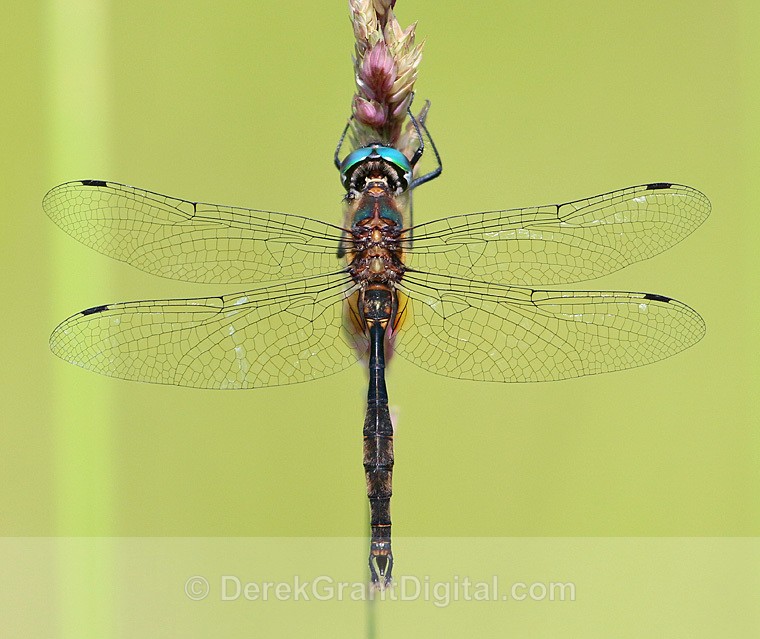 Brush-tipped Emerald Dragonfly - Dragonflies of Atlantic Canada