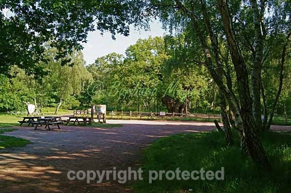 Major Oak - Sherwood Forest (Nottinghamshire) - England