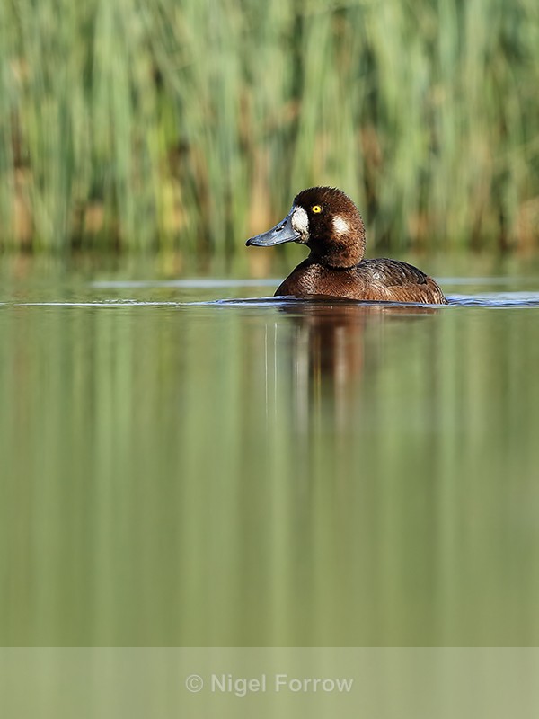 Scaup (female) front view, Iceland - Scaup