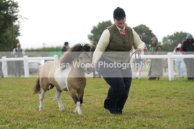 DSC04604 - Class 46: NPS Shetland Youngstock