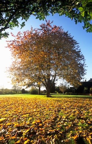 Autumn cherry - Autumn