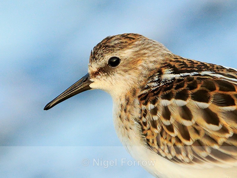 Little Stint close-up at Farmoor Reservoir - Little Stint