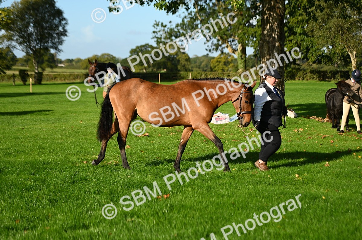 SBM_14781 - S1 - TSR in Hand Horse & Pony Showing