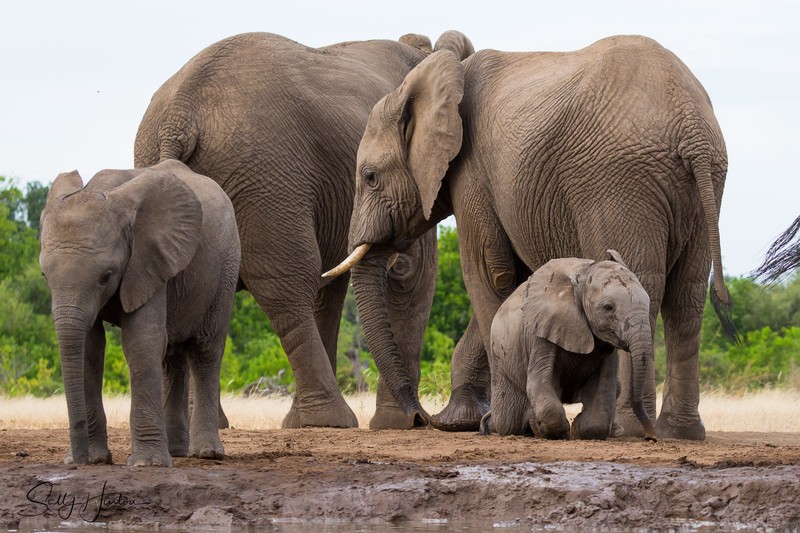 Elephant Baby 1