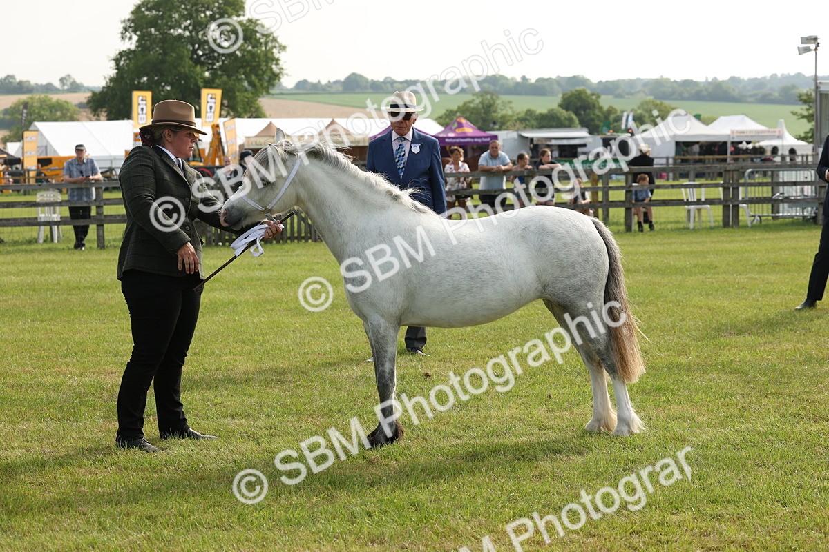 SBM_00559 - Class 6-13 - Mountatin and Moorland In Hand Welsh Breeds