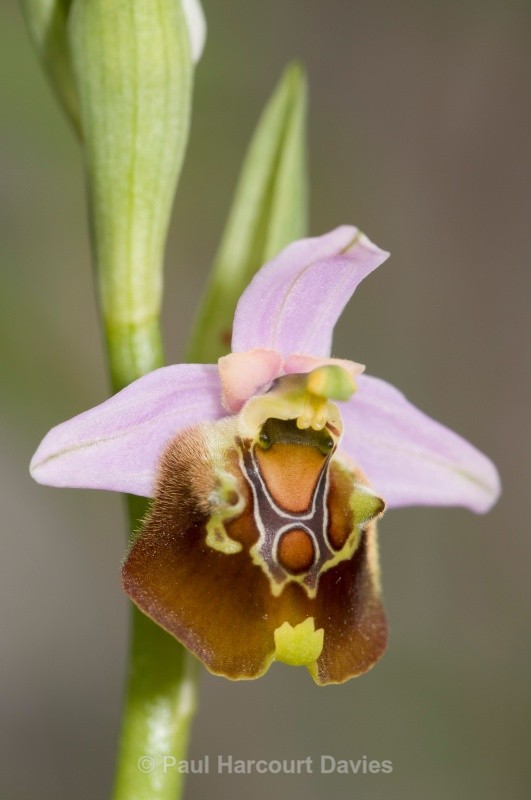 Cinnabar ophrys (Ophrys cinnabarina) one of a number of very closely linked 'species' in the Ophrys fuciflora group - Orchids - Ophrys