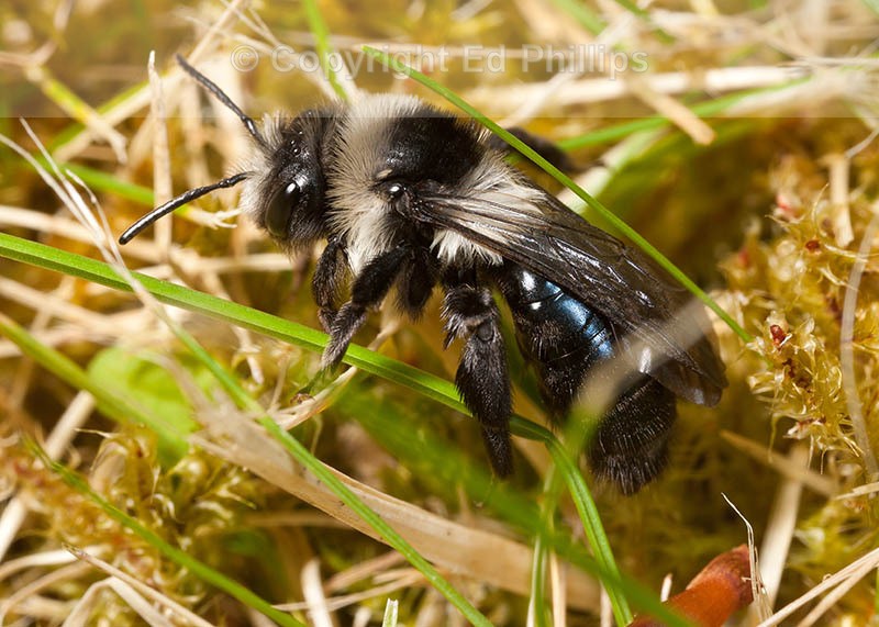 Andrena cineraria (f)