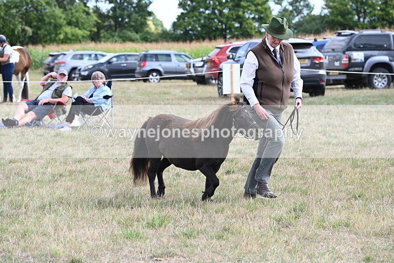 WJ6_6991 - Class 21 Shetland & Mini Horses